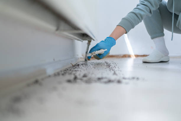 Best Wasp Removal Services  in Edgefield, SC